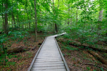 Obraz premium Woodland Trail, Blacklick Metro Park, Reynoldsburg, Ohio