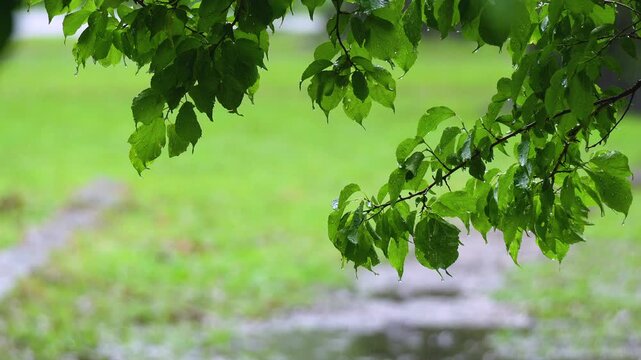 Heavy summer rain falls in the forest. The focus shifts from the branch in front to the back. 4k 10bit footage.	