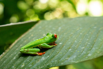 Agalychnis callidryas, commonly known as the red-eyed tree frog or red-eyed leaf frog, is a species of frog in the subfamily Phyllomedusinae.