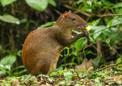 Agoutis are cute little mammals with a bunny-like twitching nose, five front and three hind toes; and a lead toe being very small. 