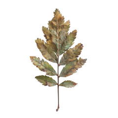 A Single Branch with Multiple Autumn Leaves