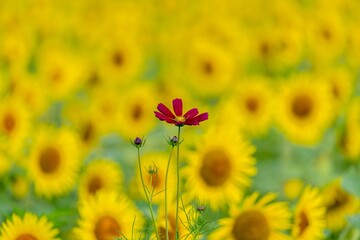 満開のひまわりバックに咲くちょうど見ごろの濃いピンクのコスモス