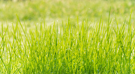 Panoramic view of green grass on green colorful bokeh background. Morning sunshine bubble bokeh background