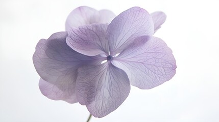 Obraz premium Vibrant purple iris blossom isolated, showcasing delicate petals and nature's beauty