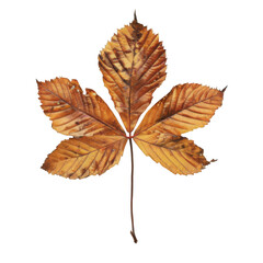 Fototapeta premium A Single Dried, Browned Leaf with Five Lobes and a Long Stem