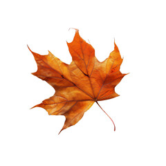 Fototapeta premium A Single Dried Maple Leaf with Detailed Veins