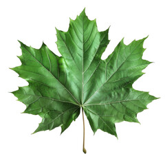Fototapeta premium A Single Green Maple Leaf