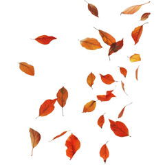 A Collection of Vibrant Autumn Leaves Falling Against