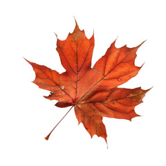 Obraz premium A Single Red Maple Leaf with Water Droplets