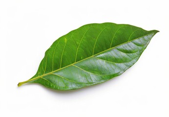 Obraz premium A detailed image of a single vibrant green leaf with visible veins against a white background.