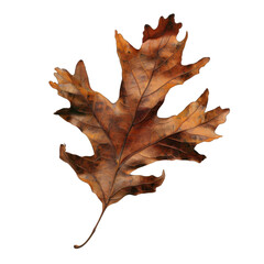 Fototapeta premium Single Dry Oak Leaf Against