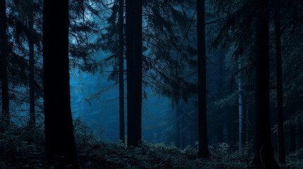 Obraz premium fog in the woods