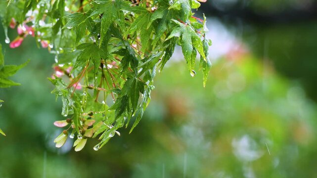 Close-up footage of Tree Branch with Raindrops During Summer Rainfall in Forest. 4k 10bit footage.	
