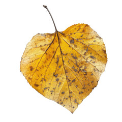 A Single Dried Leaf with Brown Spots and Veins