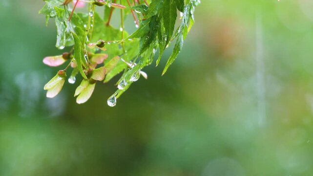 Close-up footage of leaves with Raindrops. Summer Rainfall in Forest. 4k 10bit footage.
