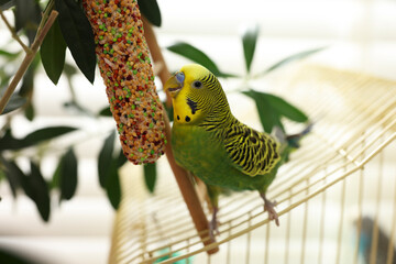 Pet parrot. Beautiful budgerigar eating bird treat on cage indoors