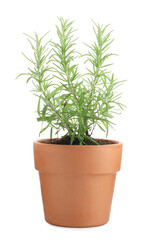 Aromatic rosemary plant in pot isolated on white