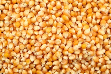Fresh corn kernels as background, top view