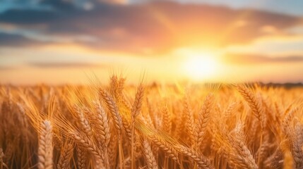 Obraz premium Golden Wheat Field at Sunset.