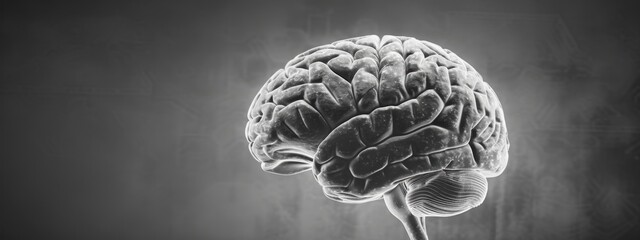 A brain is shown in a black and white photo. The brain is the main focus of the image, and it is a close up of the brain. The photo has a somewhat eerie and mysterious mood