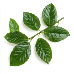Obraz premium Close up of Fresh green branch of Salal (Gaultheria Shallon) or Lemon Leaf on an isolated white background