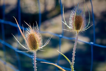 Obraz premium Dipsacus fullonum known as wild teasel or fuller's teasel