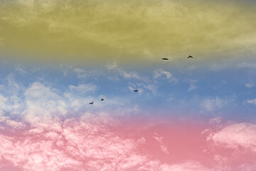 birds flying in the sky Venezuela
