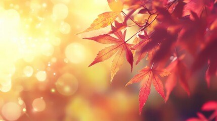 Autumn Leaves with Warm Bokeh.