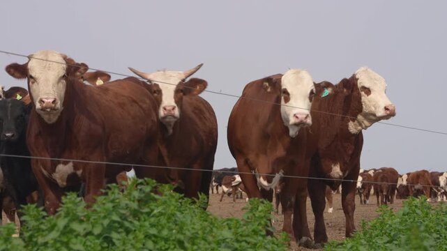 Braford cattle
