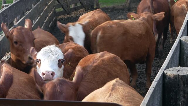 Group of cows