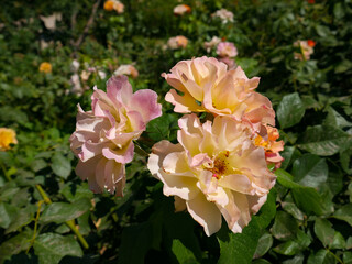 Rose flowers isolated on leaves background, soft focus and clipping path