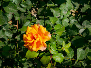 Rose flowers isolated on leaves background, soft focus and clipping path