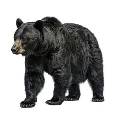 Black Bear Standing Against