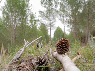 Wild herbs greenery natural background in the forest