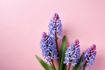 Obraz premium A Bouquet of Light Purple Hyacinths on a Pink Background