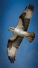 Obraz premium Osprey Flying with Blue Sky Background, Realistic Photo, Pattern Background, Wallpaper, Cover and Screen for Smartphone, Cell Phone, Computer, Laptop