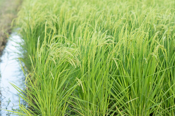 A Serene View of Lush Green Rice Plants Growing Along a Water-Filled Irrigation Ditch, Representing the Traditional Paddy Fields in Rural Japan During the Height of the Growing Season