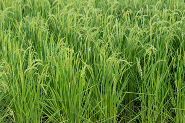 A Close-Up View of Lush Green Rice Plants in a Vibrant Field, Showcasing the Growth of Rice Grains as They Prepare for the Harvest Season in Rural Japan