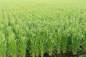 A Vast, Lush Green Rice Field in Japan, Showing Rows of Healthy Rice Plants Extending into the Horizon as They Prepare for the Harvest Season, Symbolizing the Abundance of the Japanese Agricultural La