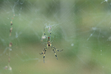 A Close-Up View of a Spider Resting in the Center of Its Intricate Web, Capturing the Delicate Structure and Fine Details of the Web's Threads Against a Soft Green Background