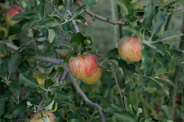 A Close-Up View of Ripe Red Apples Hanging from the Branches of an Apple Tree, Surrounded by Lush Green Leaves, Capturing the Vibrant Colors and Natural Growth in a Japanese Orchard