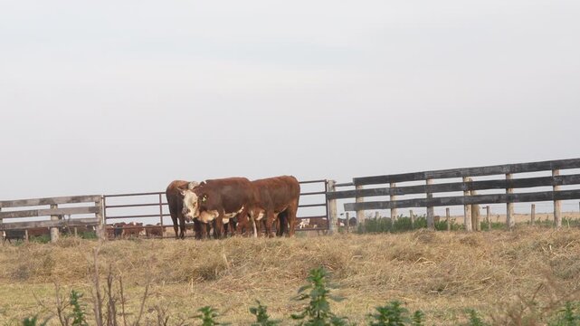 Group of cows