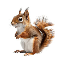 Obraz premium A Red Squirrel Sitting