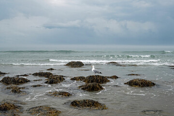 A seagull sits atop a rock as the ocean tide comes in