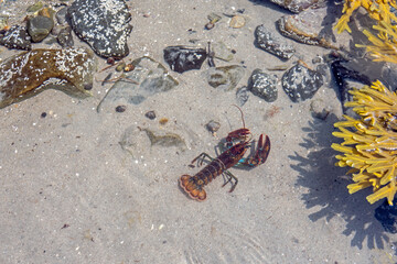 American Lobster (Homarus americanus)