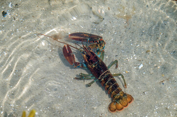 American Lobster (Homarus americanus)