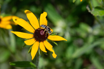unidentified pollinator