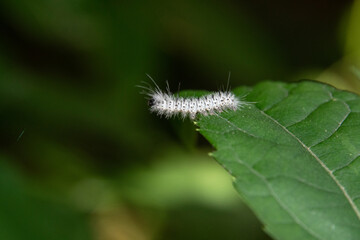 Hickory Tussock Moth (Lophocampa caryae) caterpillar