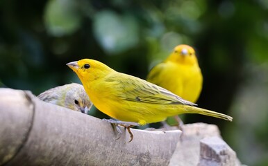 Canário-da-terra-verdadeiro, pássaro originario da América do Sul