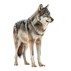A Lone Grey Wolf Standing Against